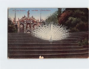 Postcard Il Pavone Bianco Lago Maggiore Isola Bella Italy