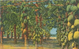 Papaya Plantation in Miami Linen Postcard Unused