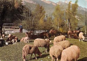 BR50107 Paysage alpestre cham pestoral sheep mouton animaux animals