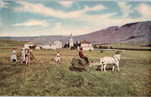 Haymaking In Iceland Postcard