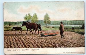*Fran Sveriges Bygder Uppland Sweden Farmer Horses Ploughing Field Postcard C20