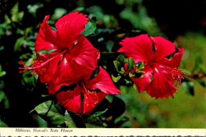 Hawaii State Flower The Hibiscus