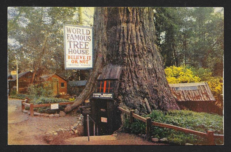 World Famous Tree House Lilly Redwood Park CA Unused c1950s