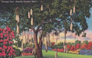 Sausage Tree In Florida 1961