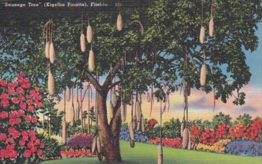 Sausage Tree In Florida 1961