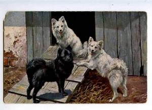 235071 Dogs SPITZ in Sun Light Vintage Color postcard