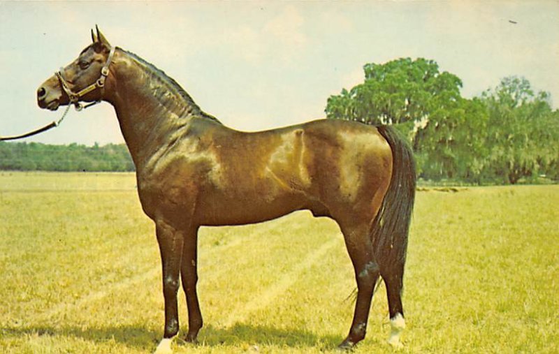 Florida's leading Stallion, winner of the Santa Anita Derby, Horse Racing, Tr...