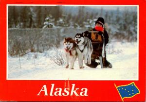 Alaska Dog Sled Team Sledding In The Fast Track