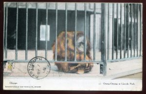 h2268 - CHICAGO Illinois Postcard 1908 Lincoln Park ZOO. Orangutan by Teich