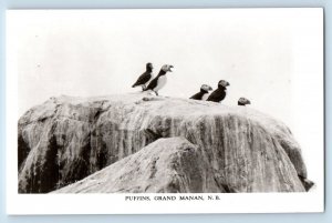 Grand Manan New Brunswick Canada Postcard Puffins Animal c1940's RPPC Photo