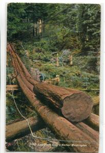 Logging Chute Gray's Harbor Washington 1914 postcard