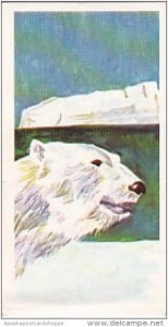 Brooke Bond Vintage Trade Card Vanishing Wildlife 1978 No 6 Polar Bear