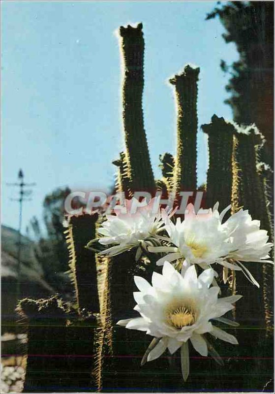 Postcard Modern Basutoland (South Africa) (South Africa) Cactus Candles