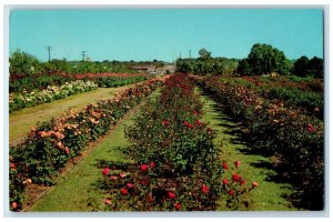 1964 Beautiful Tyler Roses Rose Capital of the World Tyler Texas TX Postcard