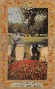 br105751 picking apples canadian homestead life canada litho