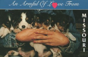 An Armful Of Love From Missouri Puppy Dog Family USA Postcard