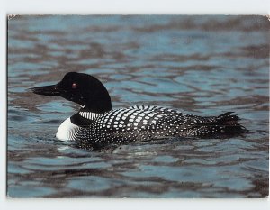 Postcard Bird on the Lake/River Scene