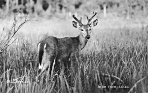 PELICAN RAPIDS MN-VELVET DEER + ROADSIDE BIRCHES-GREETINGS FROM LOT 2 POSTCARDS