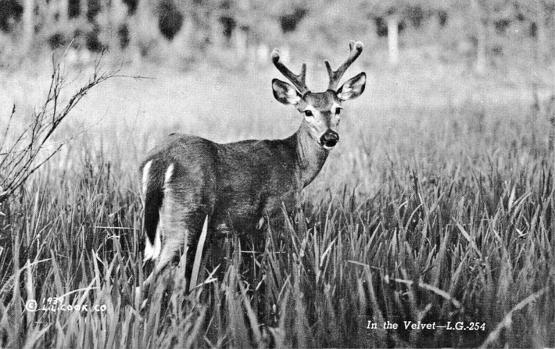 PELICAN RAPIDS MN-VELVET DEER + ROADSIDE BIRCHES-GREETINGS FROM LOT 2 POSTCARDS