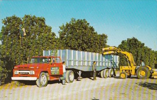 Florida Waverly Fruit Picking Scene In Waverly Growers Cooperative Grove