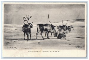 c1920 Reindeer Animals Exterior Nome Alaska KO Butler Vintage Antique Postcard