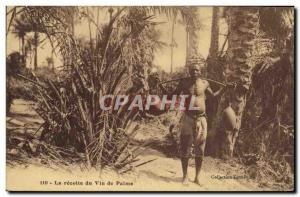 Old Postcard The black Negro Male harvest palm wine