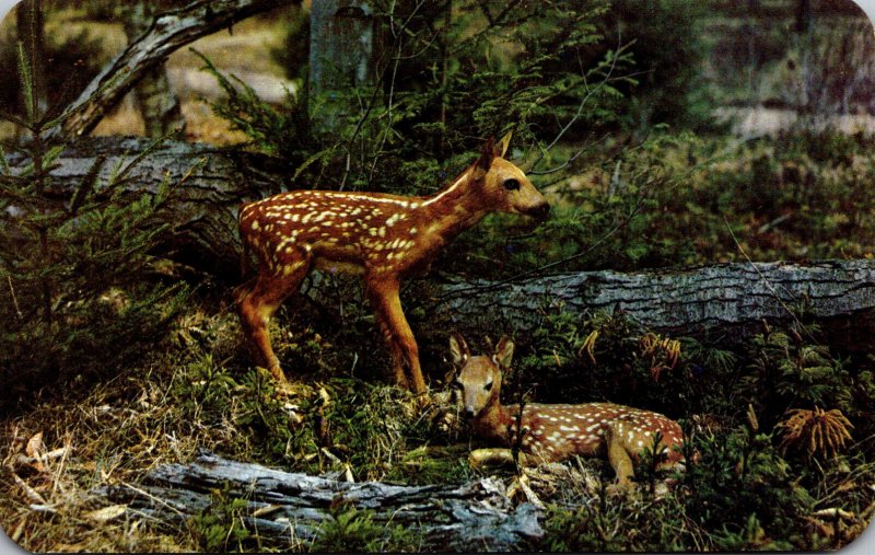 Deer Baby Fawns Dextone Beauty Series