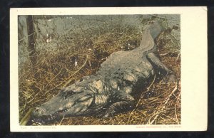 A GRIM MONSTER HUGE ALLIGATOR CROCODILE VINTAGE DPC POSTCARD FLORIDA 1903