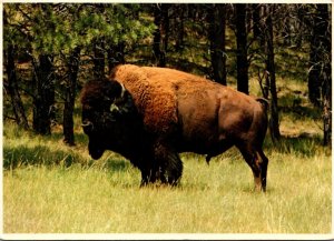 South Black Hills Buffalo Herd