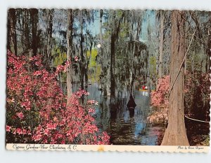 Postcard Cypress Gardens, Moncks Corner, South Carolina