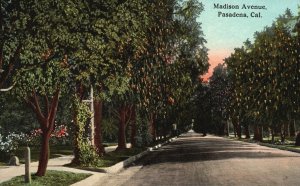 Vintage Postcard 1914 View of Madison Ave. Pasadena California CA