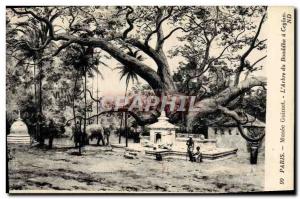 Postcard Old Elephant Paris Musee Guimet L & # 39arbre Buddha in Ceylon