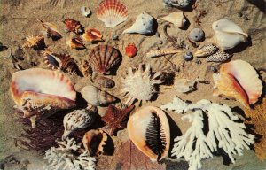 Sea Shells from the Coast of Florida Postcard 