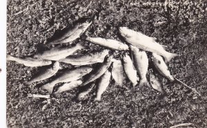 Fishing A Catch Of Rainbow Trout Wyoming 1949 Real Photo