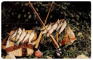 Nice Catch Of Mountain Trout Fishing Postcard
