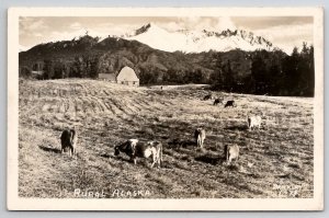 Farm in Rural Alaska Barns Animals Cows Homestead RPPC Postcard M36