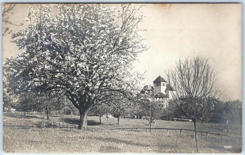 c1910s Germany RPPC Blossoming Fruit Tree Church Tower Orchard Spring Scene A337