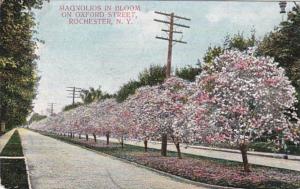 New York Rochester Magnolias In Bloom On Oxford Street 1908