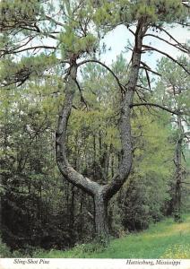 Hattiesburg, Mississippi - Sling Shot Pine