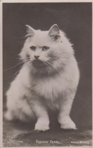 Piquant Pearl White Cat Antique Postcard