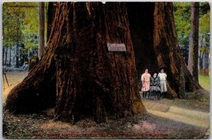 1909 Three Sisters In Santa Cruz Big Tree Grove California CA Posted Postcard