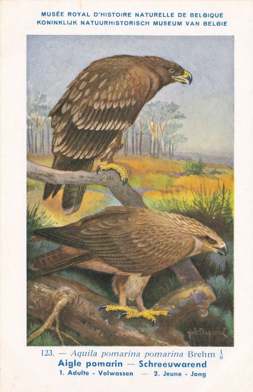 Lesser Spotted Eagle Aquila Pomarina WW2 Antique Rare Bird Postcard