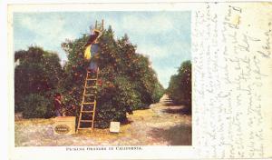 Postcard Picking Oranges In  California 1908 UDB