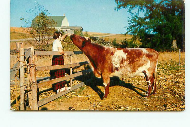 Old Vintage Postcards Maid Feeding Cow Farms # 1931A