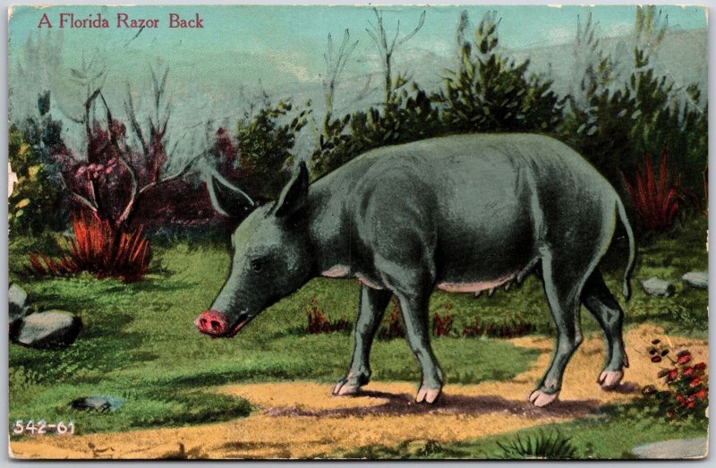 1911 A Florida Razor Back Mammal Animal Posted Postcard