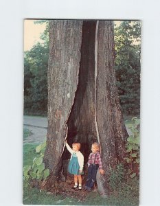 Postcard The Big Lynn Tree, Little Switzerland, North Carolina