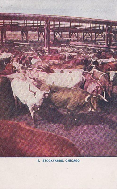 Illinois Chicago Cattle Pens At Union Stock Yards