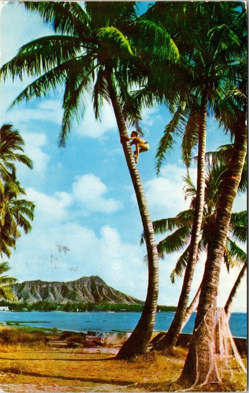 Tree Climber Cocoanuts Waikiki Diamond Head Postcard PM Honolulu HI Cancel WOB 