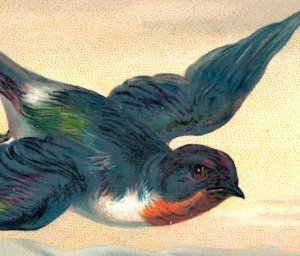 1870s-80s Victorian Trade Card Sea Lighthouse Colorful Bird #6A