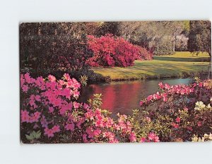 Postcard Magnolias Azaleas And Moss Covered Southern Trees In A Garden USA